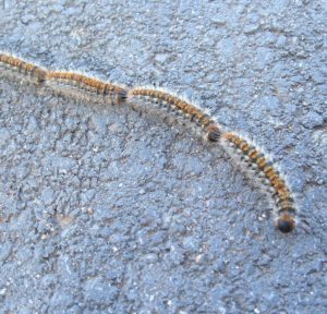 caterpillars and team leadership lesson